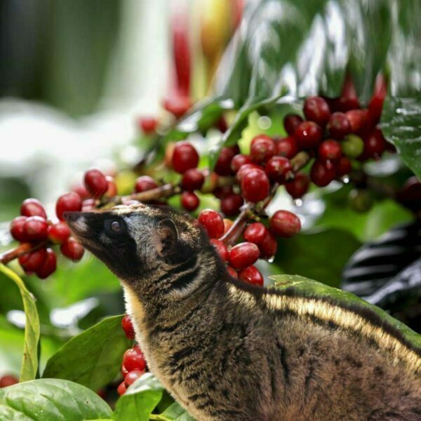 Wild Copi Luwak1