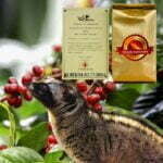 Wild Copi Luwak Pic
