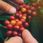Yirgacheffe Farmers1