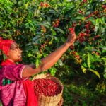 Young African Woman Collecting Coffee Cherries, East Africa