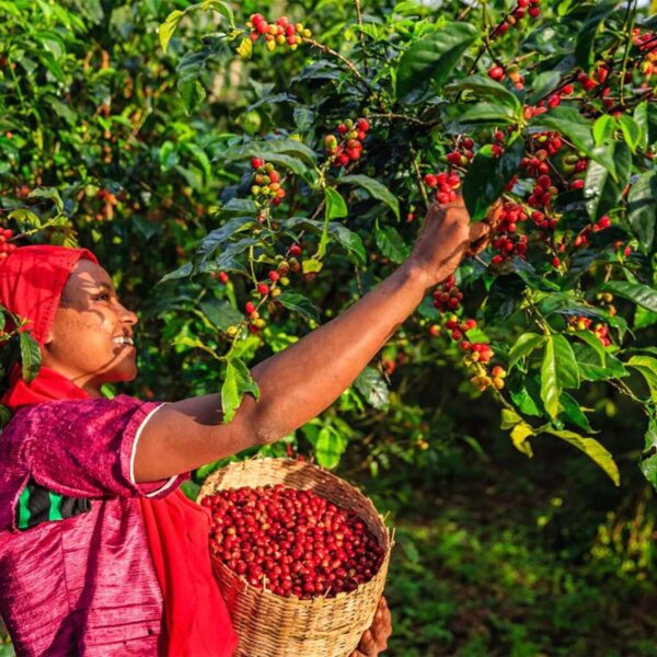 Young African Woman Collecting Coffee Cherries, East Africa